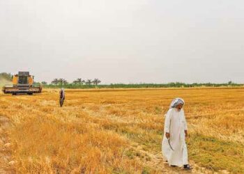 رئيس اتحاد فلاحي الأحواز: فقدان 200 ألف طن من القمح( الزرع) الجاهز للحصاد في الإقليم